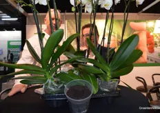 Rara, wie zitten er verstopt achter de orchideeën? Antwoord: Wim Torfs en Marcel Weering van Jiffy.